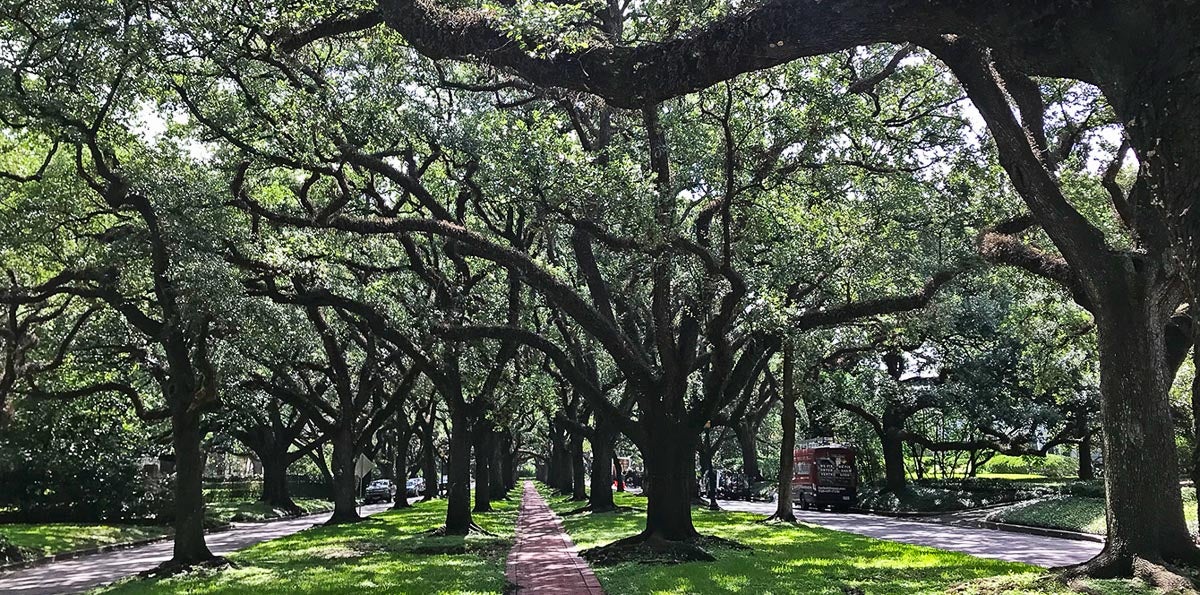 Trees battle Houston’s brutal heat, but many poorer areas are left